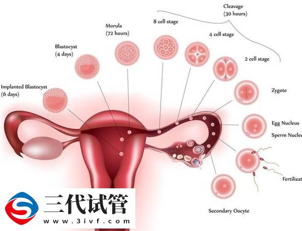子宮腺肌癥癌變的前兆有哪些(圖1)