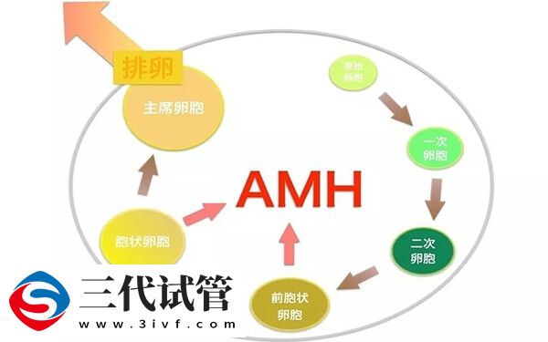 amh值0.47,做試管有沒有希望(圖2)