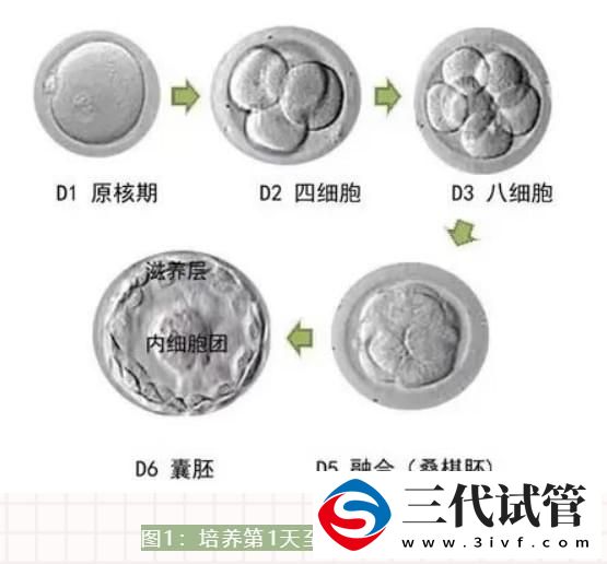 三代試管之路的真實經(jīng)歷：養(yǎng)囊成功率誰的責(zé)任？(圖9)