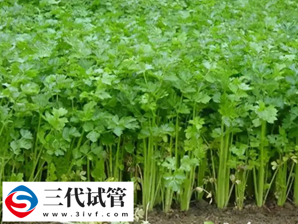 少弱精做三代胚胎篩選試管成功率會(huì)不會(huì)更高(圖3)