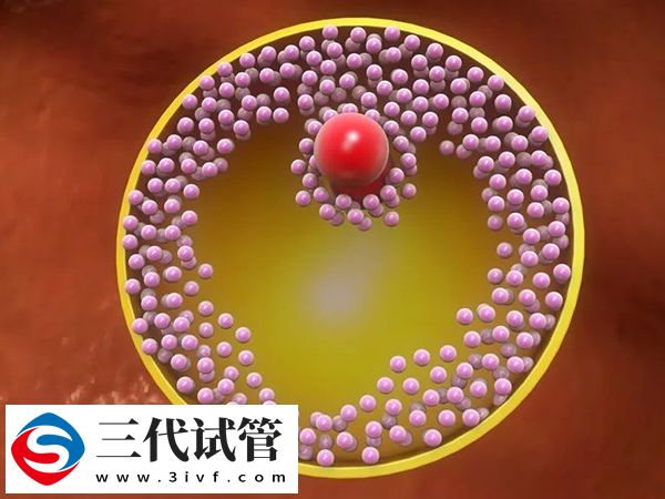 三代試管促排后多久移植(圖1)