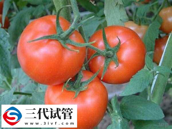 取卵后可以吃什么食物(圖2)